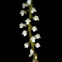 Schoenorchis tortifolia (Jayaw.) Garay